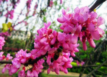 紫荆花期：花期3～4月 月经一直不干净是什么原因引起的