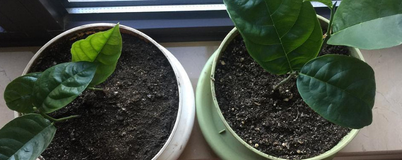 菠萝蜜种花盆里能结果吗 菠萝蜜可以盆种结果吗?
