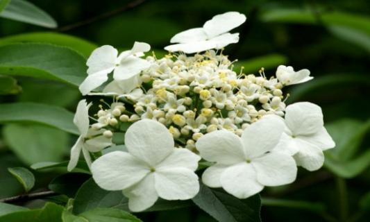 琼花怎么浇水，详解琼花浇水方法