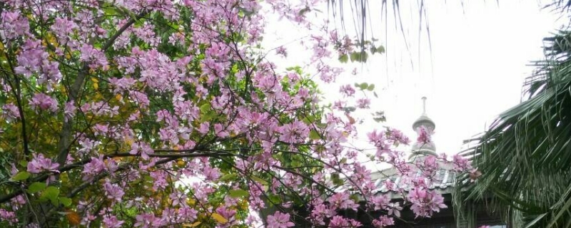 紫荆花的寓意与花语 紫荆花的寓意和花语