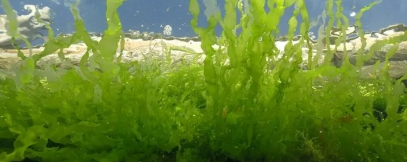 金鱼藻是什么植物裸子还是被子 金鱼藻是藻类植物还是被子植物?