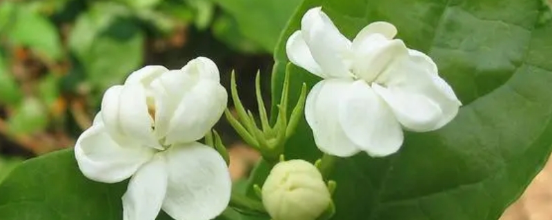 茉莉花冬季修剪时间和方法