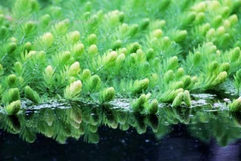金鱼藻的特点：生命力旺盛，耐高温（金鱼藻的观赏价值）