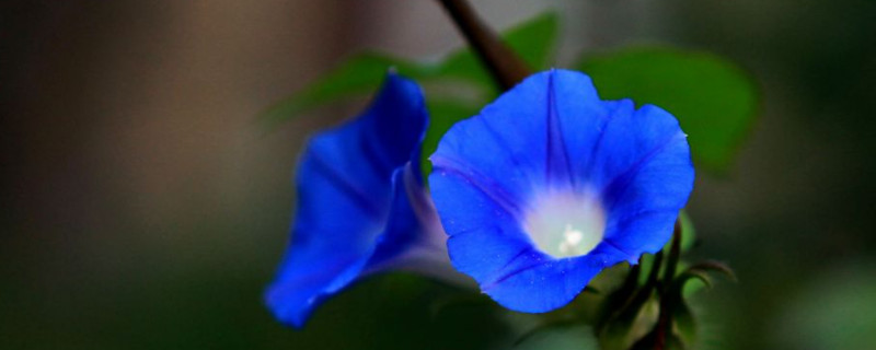 蓝色牵牛花的花语和寓意 蓝色牵牛花的花语是什么
