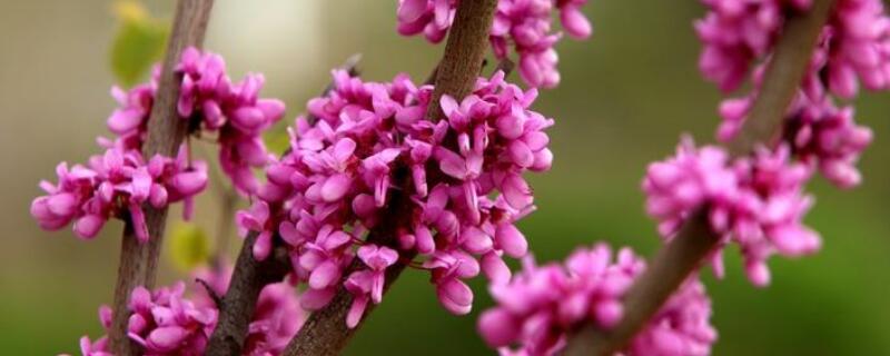 紫荆的冬天养殖禁忌 紫荆花能过冬吗