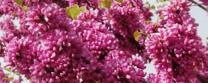 紫荆冬天能开花吗，怎么过冬 紫荆花夏天能移栽吗