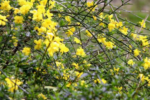 迎春花花语和寓意