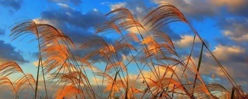 芦花是在什么季节开的 芦花是哪个季节的