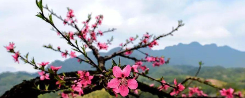 广东过年桃花怎样种植