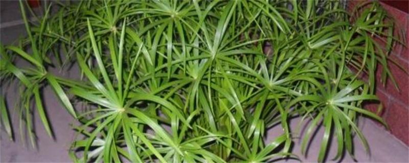 水竹的养殖方法和注意事项 水培竹子的养殖方法和注意事项