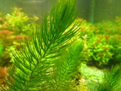 金鱼藻怎么养：掌握五种养殖要点（金鱼藻怎么养:掌握五种养殖要点和技术）