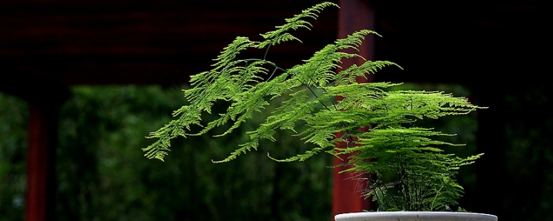 文竹开花的味道有毒吗（文竹开花有股难闻的气味）