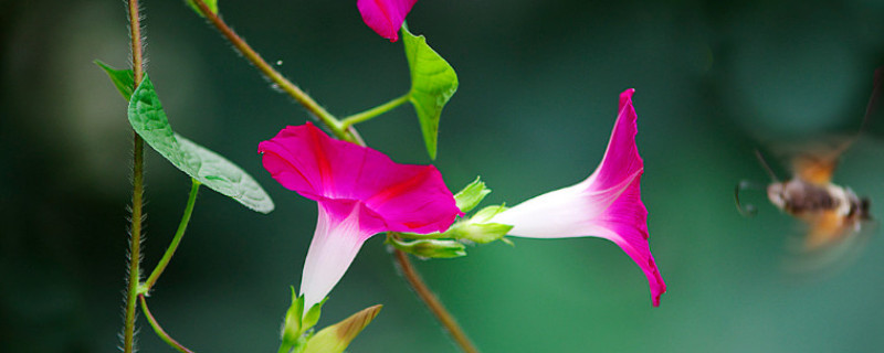 牵牛花是什么花 牵牛花是什么花冠