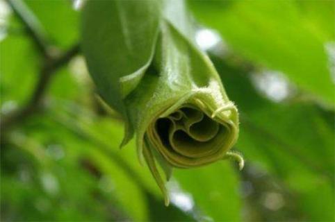 不同颜色的曼陀罗花语，紫色神秘花语为恐怖