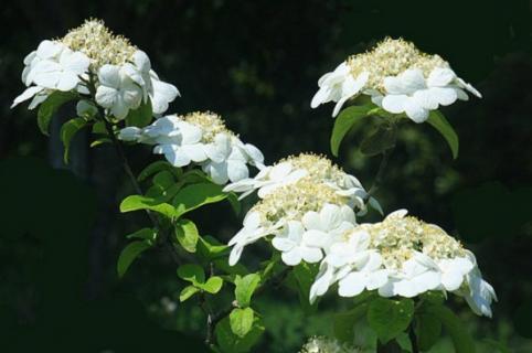 琼花怎么施肥，春秋追施稀薄有机肥