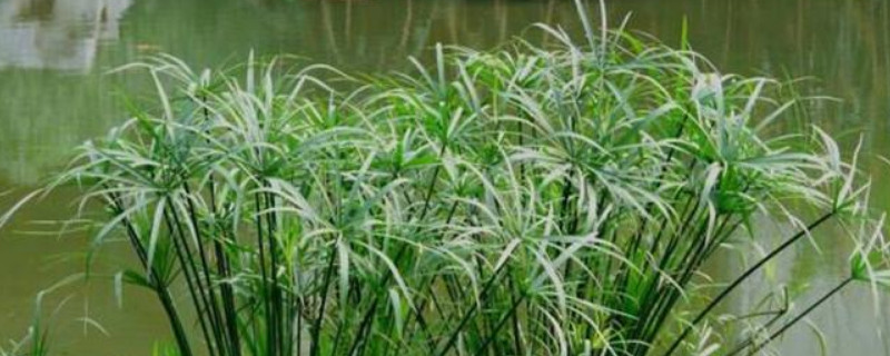 水竹怎么养能快速生根 如何养水竹能快速生根