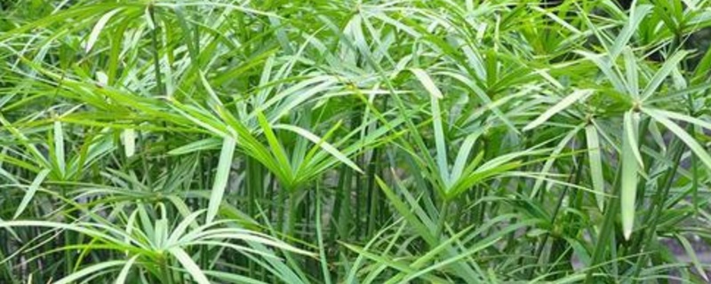 养水竹的方法 水竹的正确养法