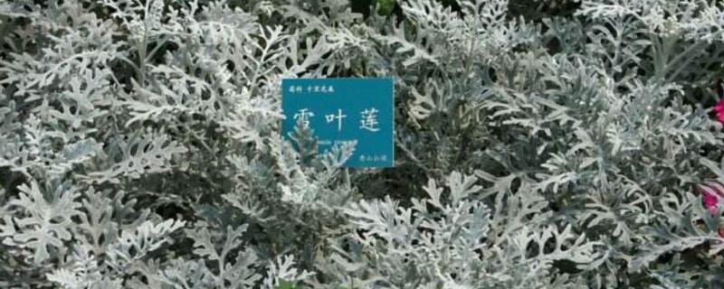 雪叶莲有毒吗 雪莲有毒吗?