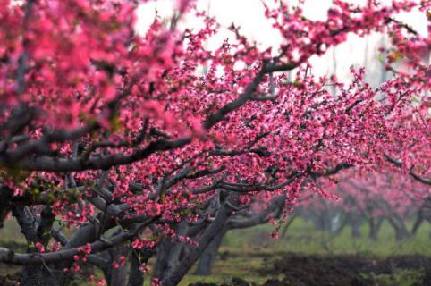 桃花的红色部分是什么