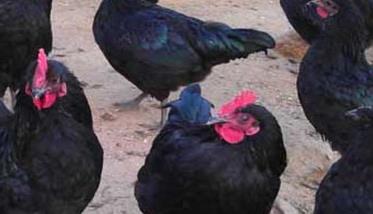 五黑鸡养殖技术要点（五黑鸡是如何培育出来的）