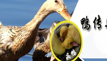 鸭传染性浆膜炎症状 鸭传染性浆膜炎症状有哪些