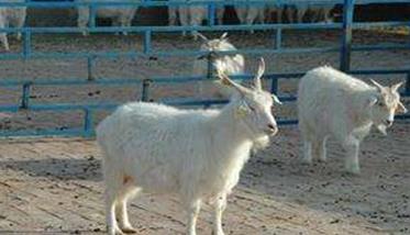 羊的繁殖技术 羊的繁殖技术论文