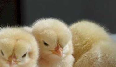 雏鸡饲养的适宜温度是多少 雏鸡饲养的适宜温度是多少 如何养好雏鸡