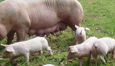 母猪无乳综合症治疗需注意哪些 母猪无乳综合症治疗需注意哪些饮食