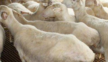 冬季怀孕母羊的饲养管理技术要点 冬天母羊产羔如何护理