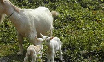 影响山羊繁殖力的主要因素有哪些 影响奶山羊产奶量的主要因素