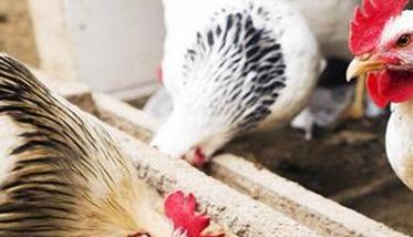 鸡大肠杆菌的治疗 鸡大肠杆菌的治疗方法