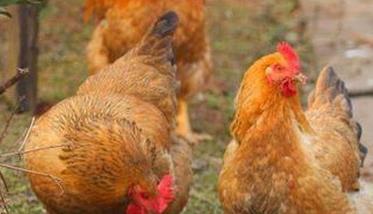 鸡传染性喉气管炎的症状及防治方法 鸡的传染性喉气管炎的临床症状