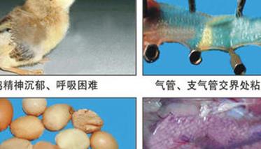 鸡传染性支气管炎症状表现有哪些（鸡的传染性支气管炎的临床症状）