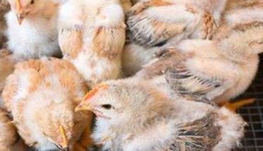 养殖肉鸡前应进行哪些准备工作 养殖肉鸡前应进行哪些准备工作呢
