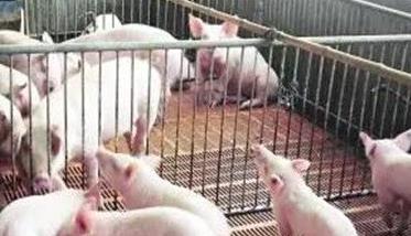 哺乳仔猪为何缺少免疫力