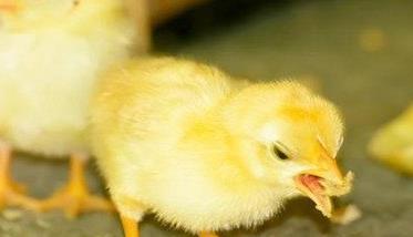 雏鸡的开食时间 雏鸡开食时间最适宜为出壳后几小时