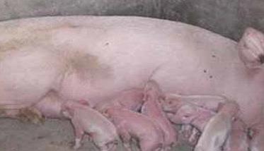 母猪产后不食的原因是什么 母猪产后不吃食的原因和解决方法