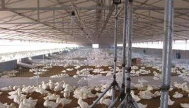 蛋鸭养殖技术与管理要点 蛋鸭养殖技术十大小窍门