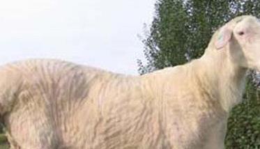 小尾寒羊适合在什么地方养 养羊50只一年赚多少钱