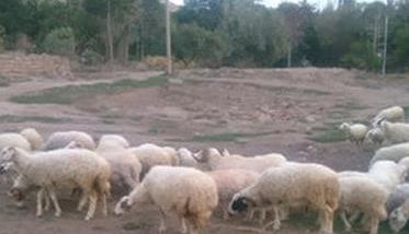 羯羊是什么羊 羯羊是什么羊,羯羊的介绍?