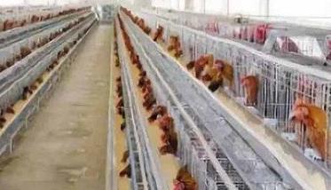 养鸡场鸡舍卫生环境有哪些要求（养鸡场鸡舍建设方案）
