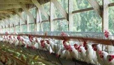 笼养肉鸡舍内养殖环境的控制方法（笼养肉鸡舍内养殖环境的控制方法是）