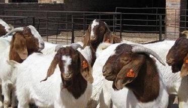 波尔山羊养殖的舍饲管理要点 波尔山羊的饲养技术