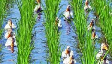 稻鸭共养、共生农业新模式介绍 稻鸭共育生态农业模式