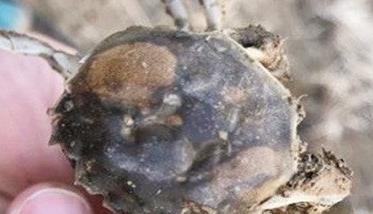 蟹甲壳溃疡怎么办 蟹甲壳溃疡怎么办图片
