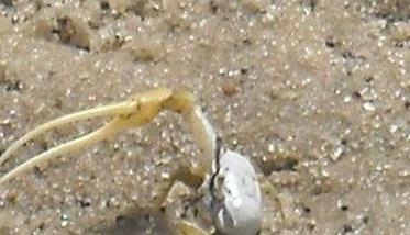 螃蟹如何掘穴，螃蟹掘洞穴居的习性 螃蟹洞怎么抓螃蟹