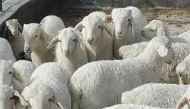 怎样防治羊的布氏杆菌病 有没有给羊预防布氏杆菌的方法