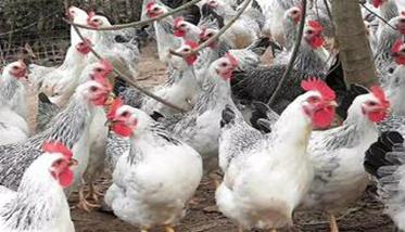近年来鸡的抵抗力为什么越来越脆弱 从解剖学角度看,鸡为什么抗病力差?