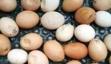 蛋鸡下软壳蛋的十大原因（蛋鸡下软壳蛋是什么原因）