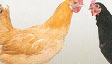 介绍几种常见的绿壳蛋鸡品种（绿壳蛋鸡有几种）